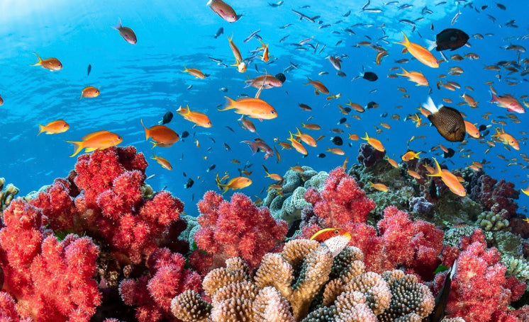 A natural sunscreen that won't destroy the world's coral reefs.